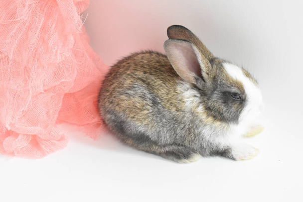 Cute brown bunny in white background, Easter rabbit, funny, Happy Easter, lovely pet, home sweet home - Photo, Image