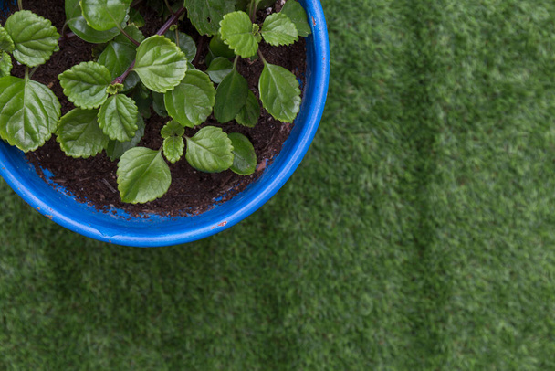 Nahaufnahme einer Geldpflanze von oben gesehen in einem blauen Blumentopf auf grünem Gras - Foto, Bild