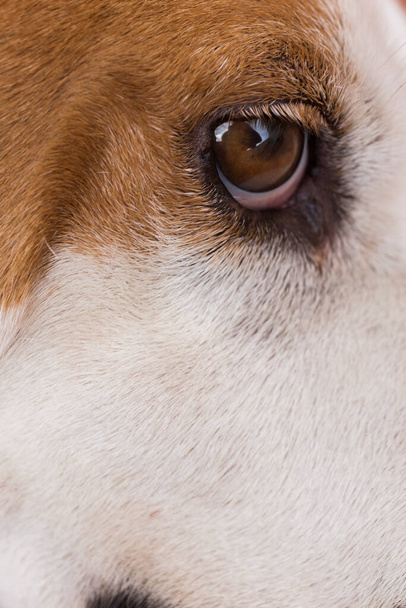 κοντινό πλάνο του καστανού ματιού ενός λευκού και καφέ σκύλου - Φωτογραφία, εικόνα