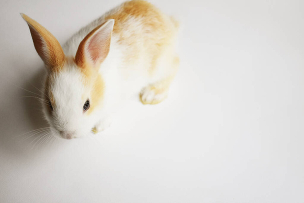 Cute biały królik w białym tle, królik wielkanocny, śmieszne, Happy Easter, piękny zwierzak domowy słodki dom - Zdjęcie, obraz