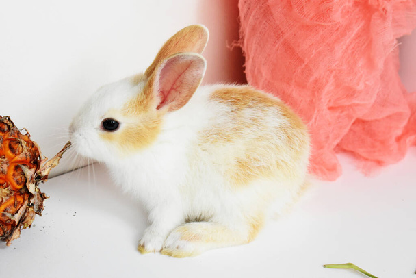 Lindo conejito blanco en fondo blanco, conejo de Pascua, divertido, Feliz Pascua, mascota encantadora, hogar dulce hogar - Foto, Imagen