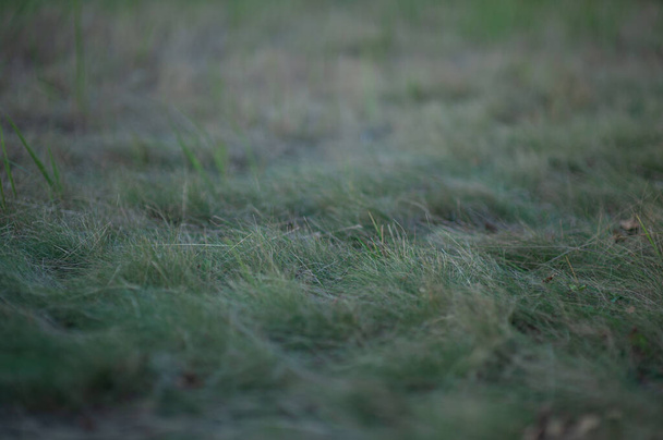 PANICUM VIRGATUM. pole wysokiej trawy z puszystymi kolcami - Zdjęcie, obraz
