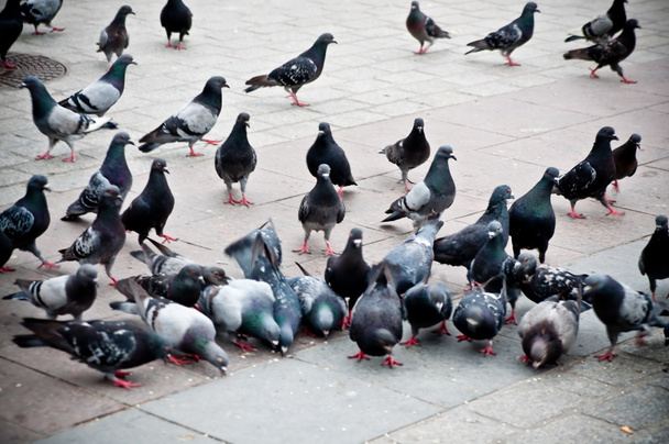Güvercinler sürüsü Pazar Meydanı - Fotoğraf, Görsel