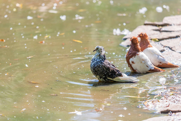 A young pigeon sits by the water and bathes. - Foto, Imagem