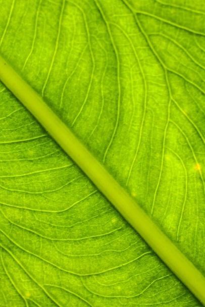 a textura da parte inferior das folhas de taro - Foto, Imagem