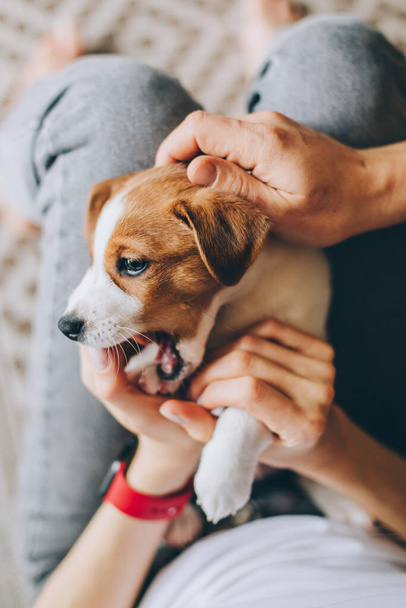 Schattige puppy Jack Russell Terrier die in de handen van de eigenaar speelt. Portret van een hondje.  - Foto, afbeelding
