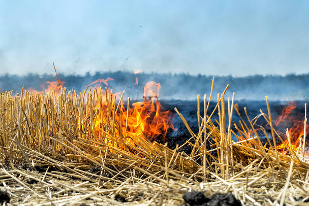 Wildfire on wheat field stubble after harvesting near forest. Burning dry grass meadow due arid climate change hot weather and evironmental pollution. Soil enrichment with natural ash fertilizer. - Photo, Image