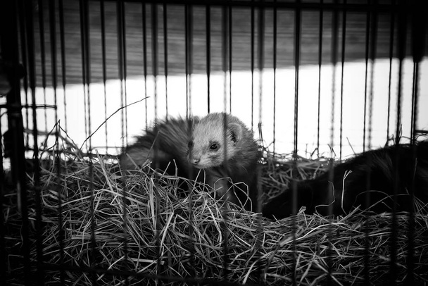 Wild caged ferret, animal species trafficking, mammals - Photo, Image