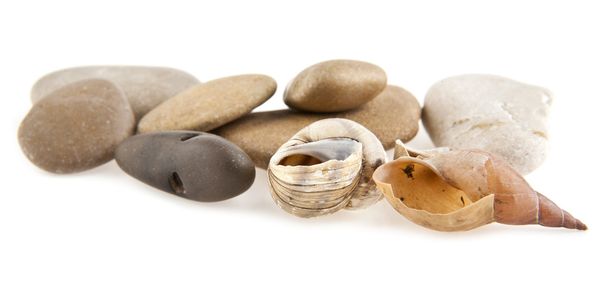 πέτρες και cockleshells - Φωτογραφία, εικόνα