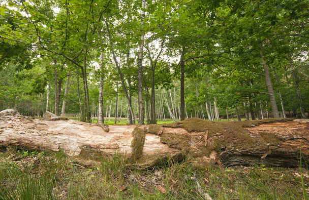 Deadwood w naturalnych lasach liściastych w Szwecji, to środowisko jest ważne dla wielu zagrożonych gatunków - Zdjęcie, obraz