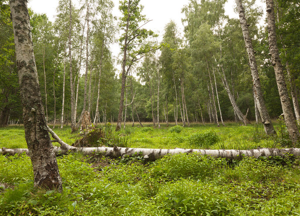 Madera muerta en bosque caducifolio natural en Suecia, este ambiente es importante para muchas especies en peligro de extinción - Foto, Imagen