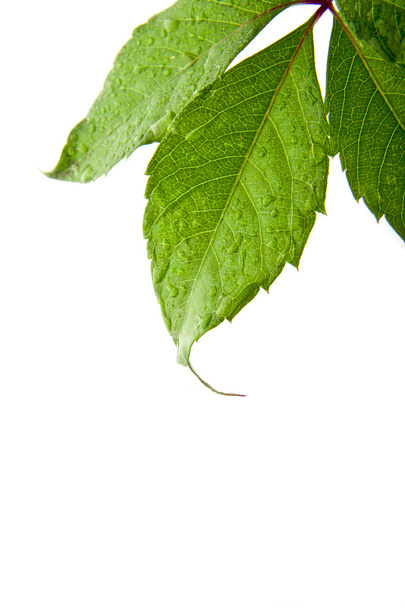 Leaves of vine - Photo, Image