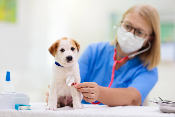 Vet σκύλος εξέτασης. Κουτάβι στον κτηνίατρο. Κλινική ζώων. Έλεγχος ζώων και εμβολιασμός. Υγεία για τα σκυλιά. Ενέσεις σε σκύλους. - Φωτογραφία, εικόνα