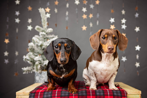 black and rust and piebald dachshunds posing on a red blanket with stars and christmas tree in the background - Photo, Image