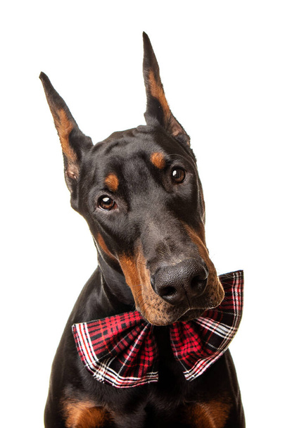 studio portrait of a Doberman posing on white background wearing red bow tie - Photo, Image