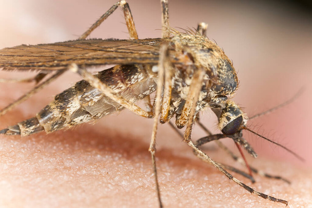 Mosquito feeding on human skin, macro photo - Photo, Image