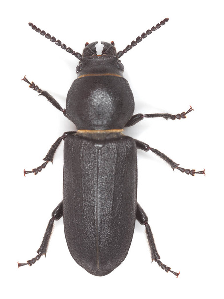 Escarabajo negro de cuerno largo, Spondylis buprestoides aislado sobre fondo blanco, este escarabajo utiliza madera de coníferas para sus larvas - Foto, Imagen