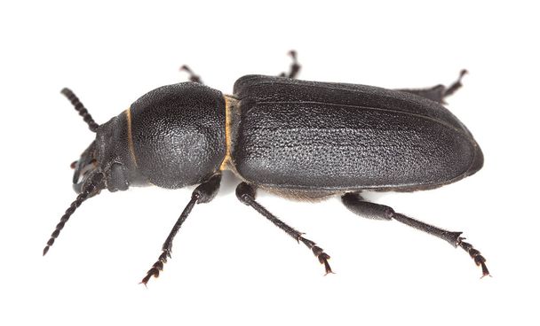 Escarabajo negro de cuerno largo, Spondylis buprestoides aislado sobre fondo blanco, este escarabajo utiliza madera de coníferas para sus larvas - Foto, imagen