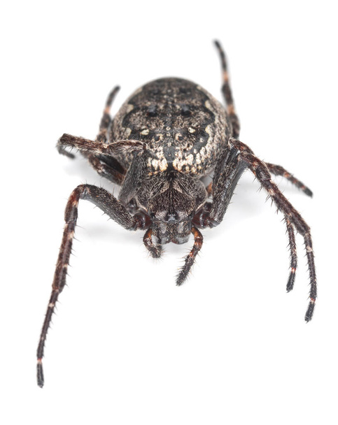 Walnut orb-weaver spider, Nuctenea umbratica - Photo, Image