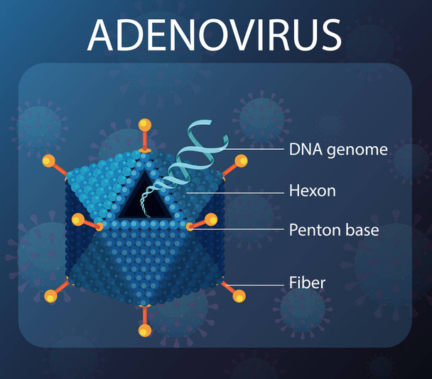 Adenovirus structure diagram on virus icon background illustration - Vector, Image
