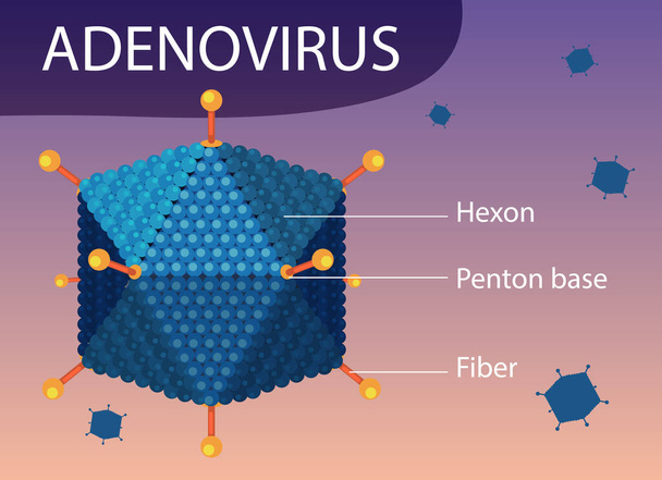 Adenovirus structure diagram on virus icon background illustration - Vector, Image