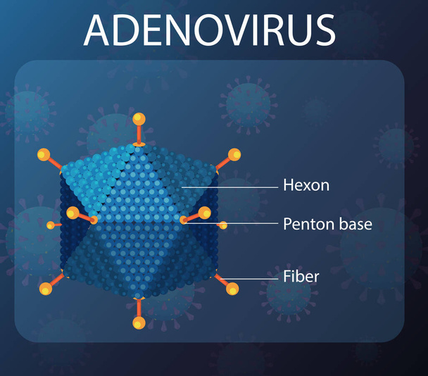 Adenovirus structuur diagram op virus pictogram achtergrond illustratie - Vector, afbeelding