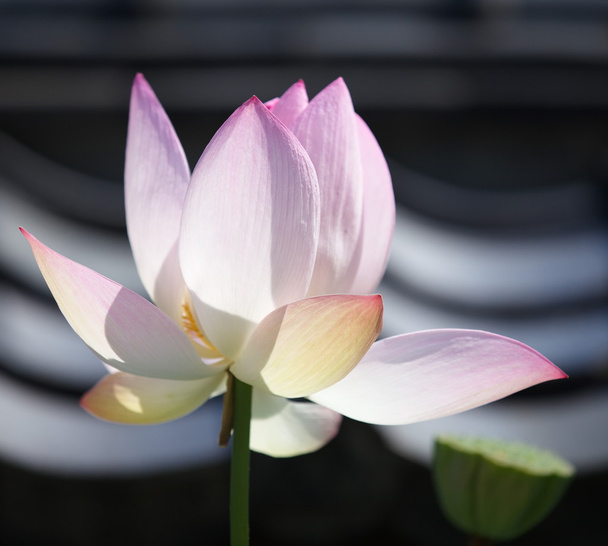 roze lotusbloem - Foto, afbeelding