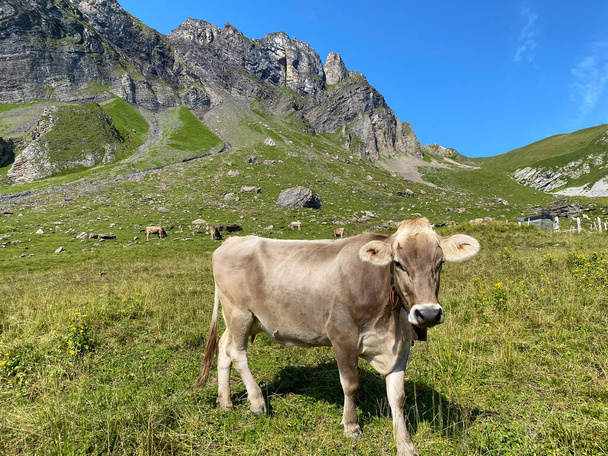 Корови на луках і пасовищах на схилах альпійської долини Мелхталь і в масиві Урі Альпи, Мельхталь - Кантон Обвальд, Швейцарія (Кантон - Обвальден, Швайз).) - Фото, зображення