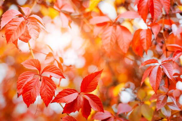 Conception de fond d'automne avec des feuilles rouges et jaunes colorées de la plante de bindweed avec un espace libre flou - Photo, image
