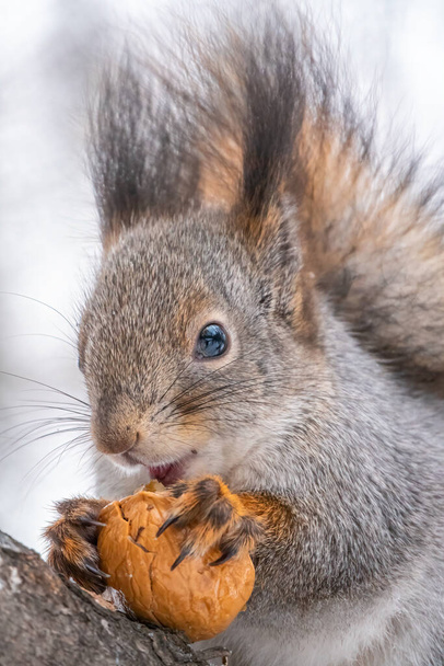 Portrait of a squirrel with nut in winter or autumn. The squirrel sits on a branches in the winter or autumn. Eurasian red squirrel, Sciurus vulgaris - Valokuva, kuva