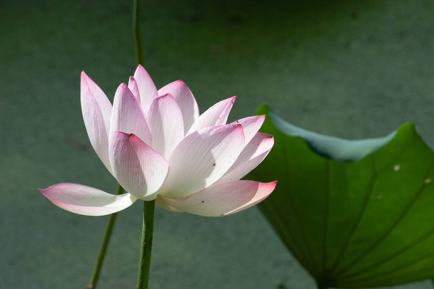 a blooming pink lotus flower with green leaf 2 July 2007 - Photo, Image