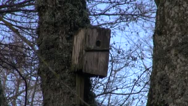 Velhos pássaros de madeira neste-box birdhouse no parque
 - Filmagem, Vídeo