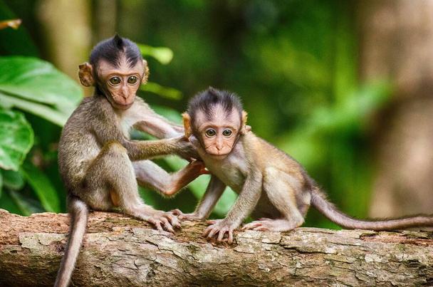 Piccola scimmia bambino carino nella foresta - Foto, immagini