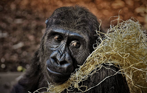 Большая гигантская обезьяна-горилла в зоопарке - Фото, изображение