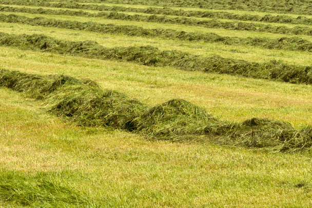 Hay making field in summer - Foto, afbeelding