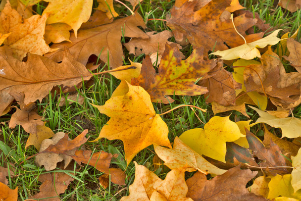 Colorful autumn foliage on green grass - Photo, Image