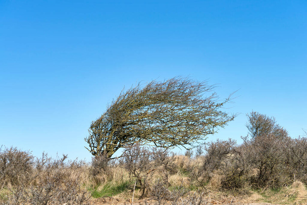 Zkosený závan trnitého stromu v dunové krajině na severním pobřeží moře v denmarku. - Fotografie, Obrázek