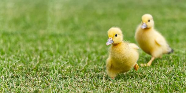 Pequenos patinhos recém-nascidos andando no quintal na grama verde. Amarelo bonito patinho correndo no campo de prados em dia ensolarado. Banner ou tiro panorâmico com pinto de pato na grama. - Foto, Imagem