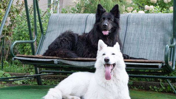 zwart-wit hond zit naast hem in de tuin - Foto, afbeelding
