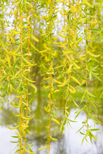 Fresh green flowering catkins with leaves of weeping willow - Photo, Image