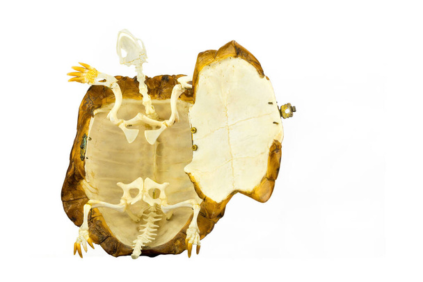 Interior de tortuga con esqueleto aislado sobre fondo blanco - Foto, imagen