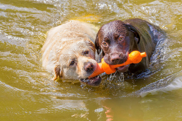 Két labrador narancssárga gumi játék úszás egymás mellett természetes vízben - Fotó, kép