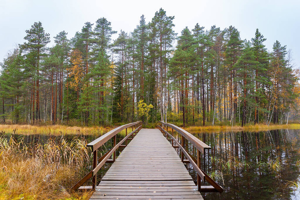 Finlandiya 'da sonbahar mevsimi boyunca ahşap köprüden ormana uzanan manzara - Fotoğraf, Görsel