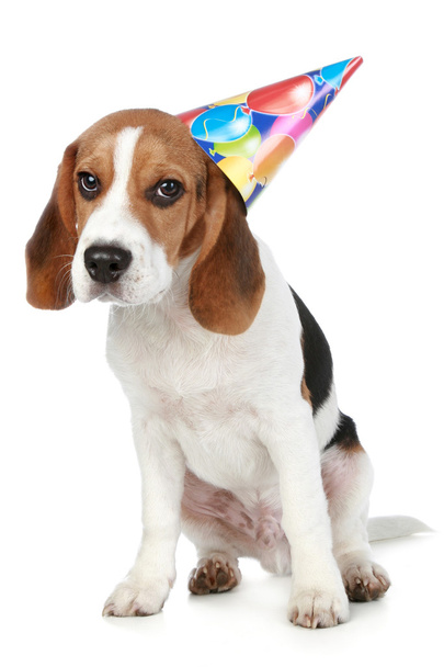 Beagle puppy with birthday party hat - Φωτογραφία, εικόνα