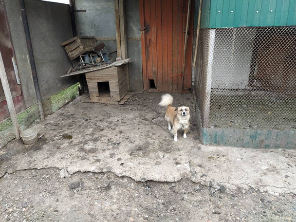 Un cane da guardia su una catena si trova vicino alla cabina - Foto, immagini