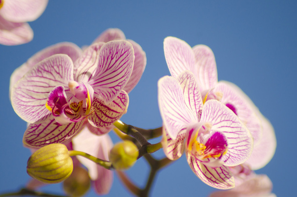 Orchidée rose, Phalaenopsis
 - Photo, image