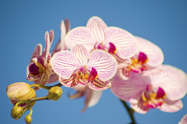 Orquídea rosa, Phalaenopsis
 - Foto, imagen