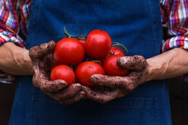 Senior man, boer, arbeider die de oogst van biologische verse tomaten in handen heeft. Bio en biologische culturen, landbouw, particuliere tuin, boomgaard, natuurlijke economie - Foto, afbeelding