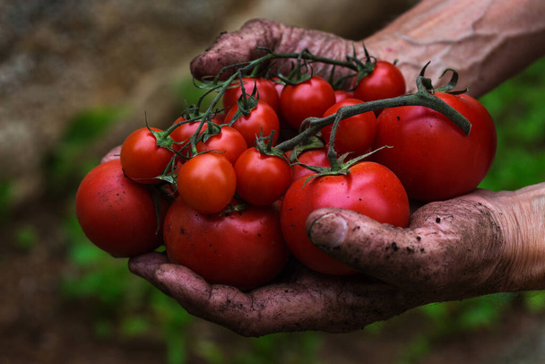Senior man, farmer, worker holding in hands harvest of organic fresh tomato. Bio and organic cultures, farming, private garden, orchard, natural economy - Foto, Bild