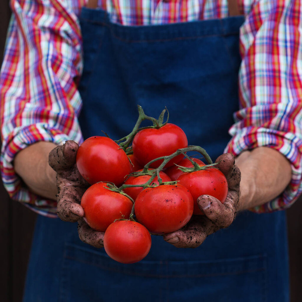 Starší muž, farmář, dělník držící v ruce sklizeň čerstvého rajčete. Biokultury, zemědělství, soukromá zahrada, sad, přírodní hospodářství - Fotografie, Obrázek